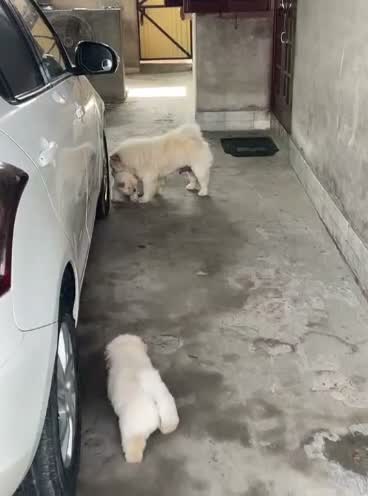 Chow Chow Puppies, farm video