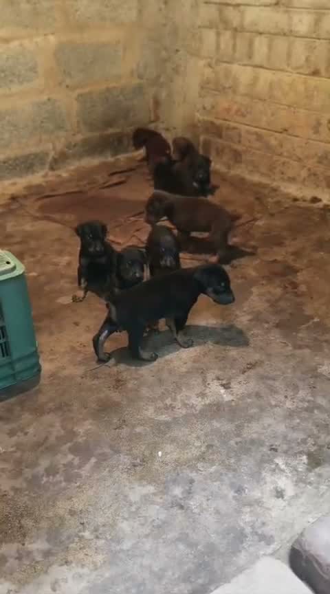 Doberman Pinscher Puppy, farm video