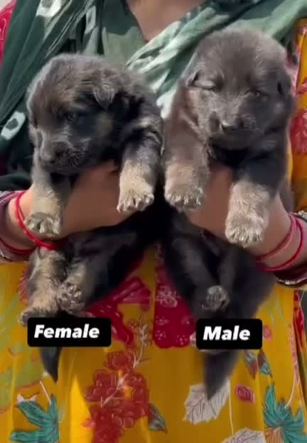 Dachshund Puppy | Brown & Tan, farm video