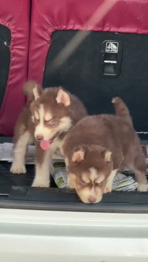 Siberian Husky Puppy | Black & White Color, farm video