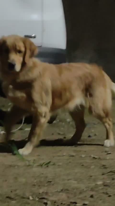 Golden Retriever, farm video