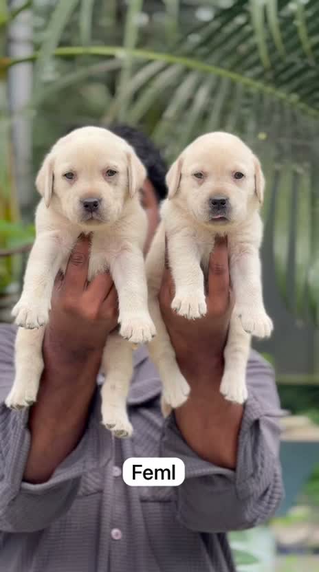 Beagle Black & Tan Puppy, farm video