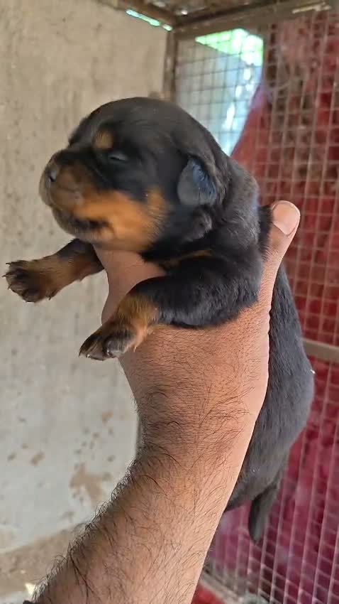 Dachshund Puppy | Brown, farm video