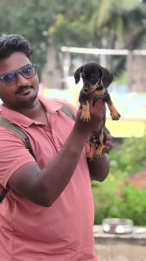 Dachshund Puppy | Brown, farm video