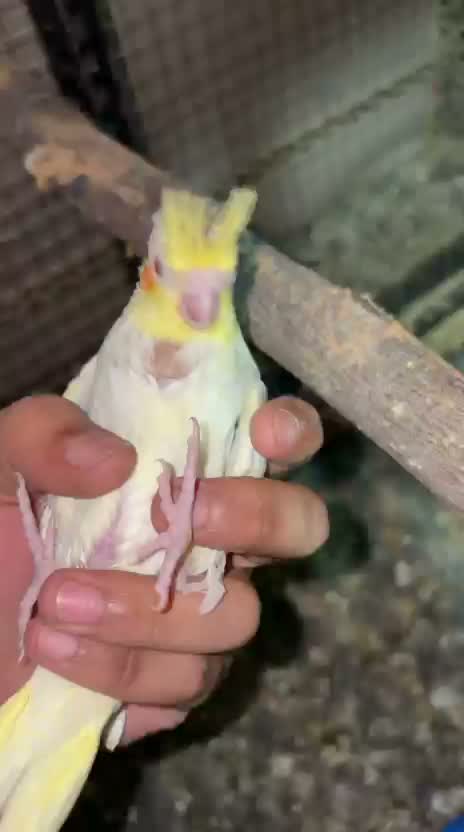 Cockatiel, farm video