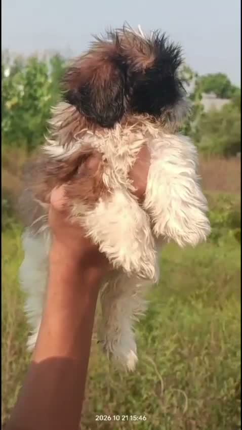 Dachshund Puppy | Brown & Tan, farm video