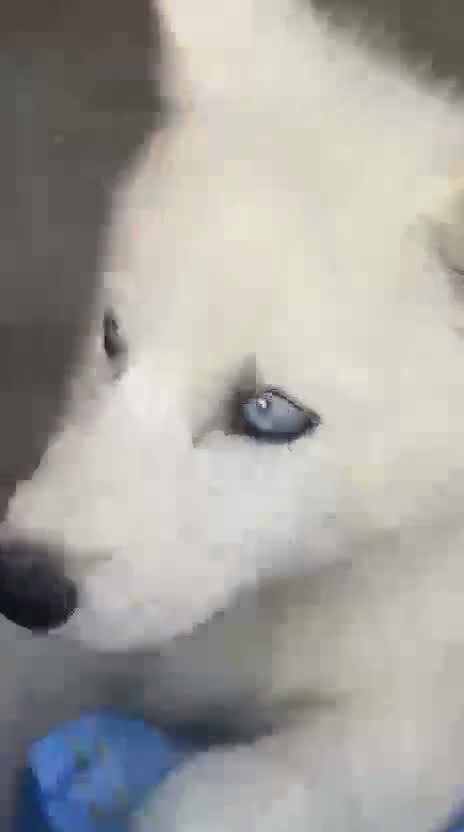 Siberian Husky Puppy | Black & White Color, farm video