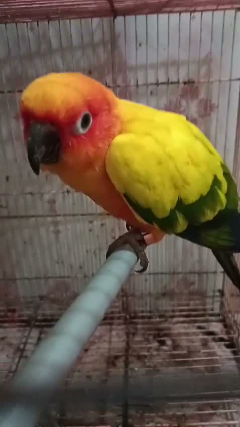 Sun Conure, farm video