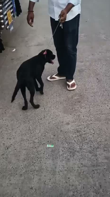 Beagle Black & Tan Puppy, farm video