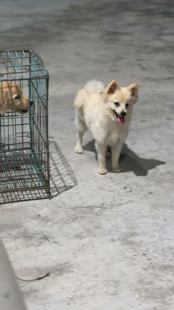 Culture Pom Puppy, farm video