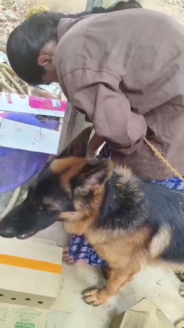 German Shepherd Puppy, farm video