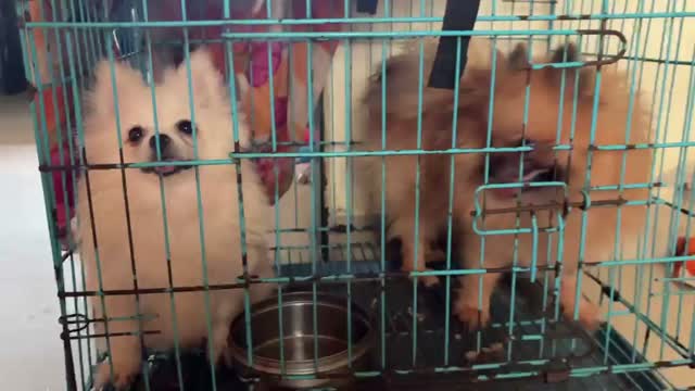 Culture Pom Puppy, farm video