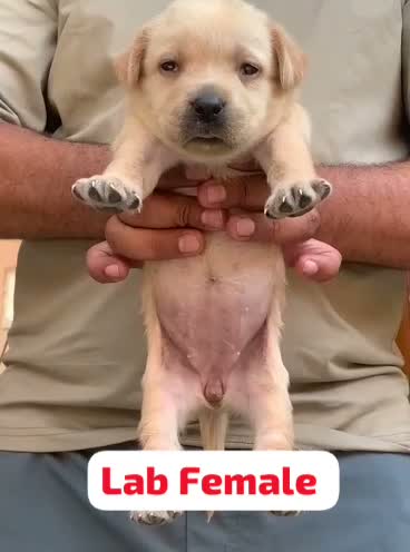 Dachshund Puppy | Brown & Tan, farm video