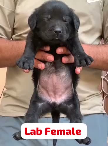 Dachshund Puppy | Brown & Tan, farm video