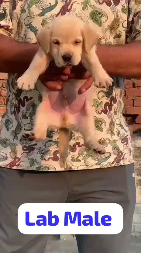 Beagle Black & Tan Puppy, farm video
