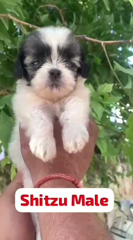 Shih Tzu | Black Color, farm video