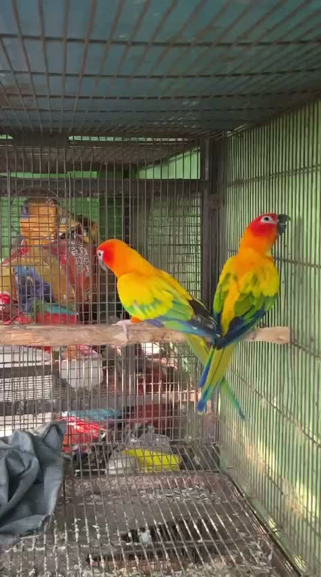 Sun Conure, farm video