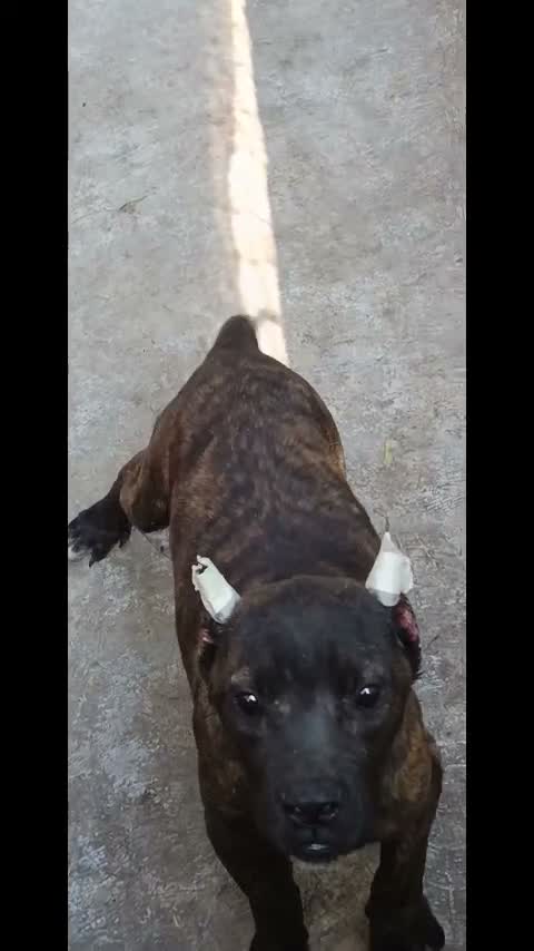 Cane Corso Puppy, farm video