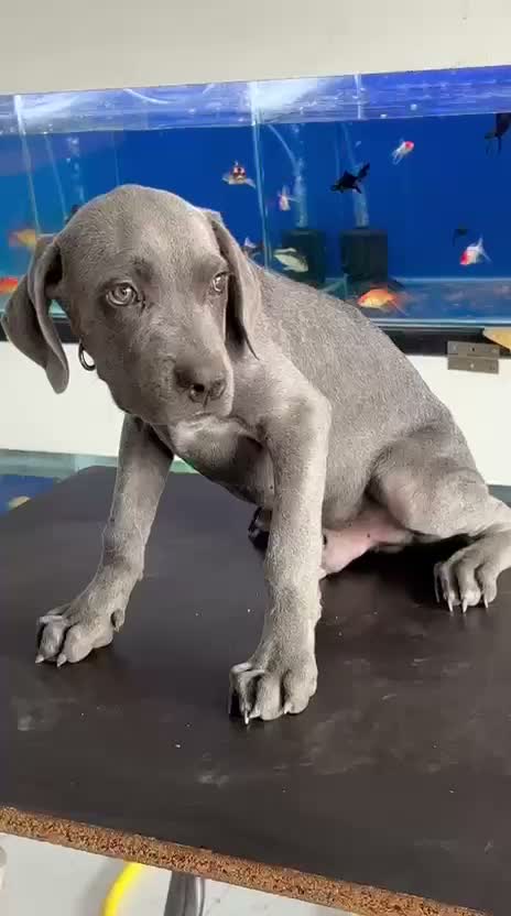 Cane Corso Puppy, farm video