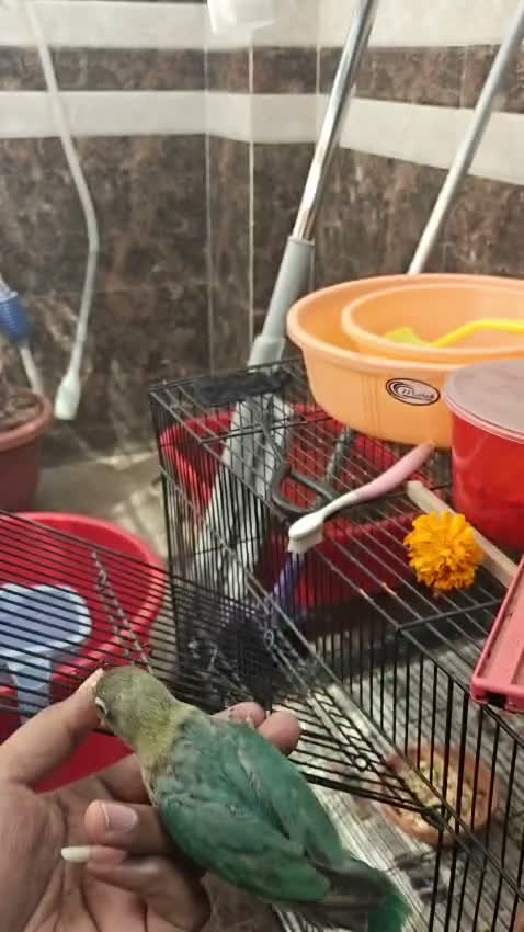 African Love Birds, farm video