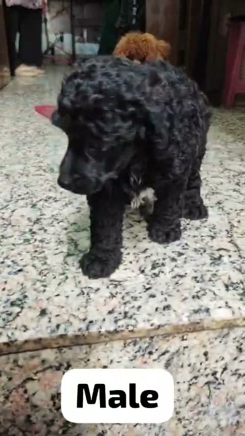 Standard Poodle Puppy, farm video