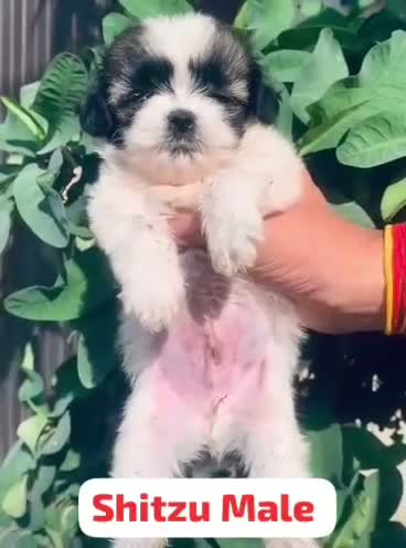 Shih Tzu | Black Color, farm video