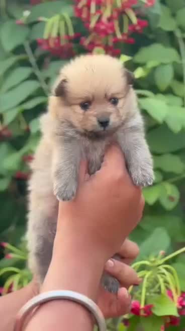 Pomeranian Puppy, farm video
