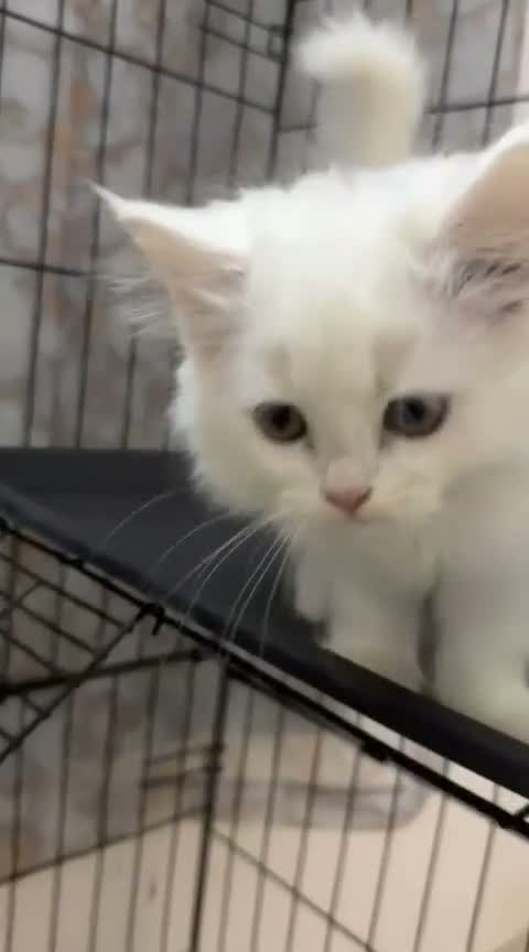 Persian, farm video