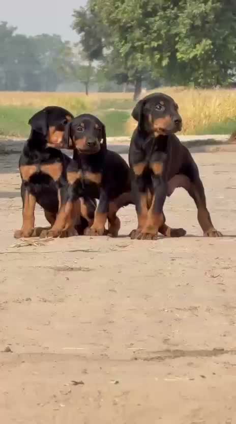 Doberman Pinscher Puppy | Brown & Tan, farm video