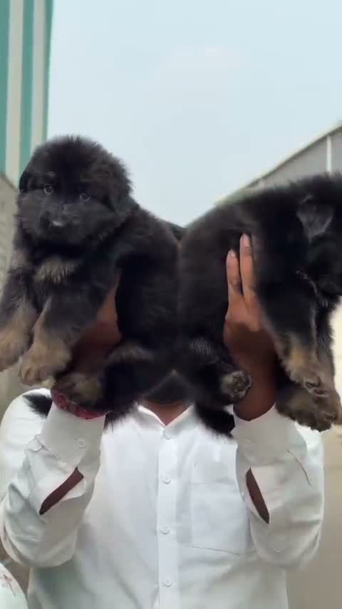 German Shepherd Puppy, farm video