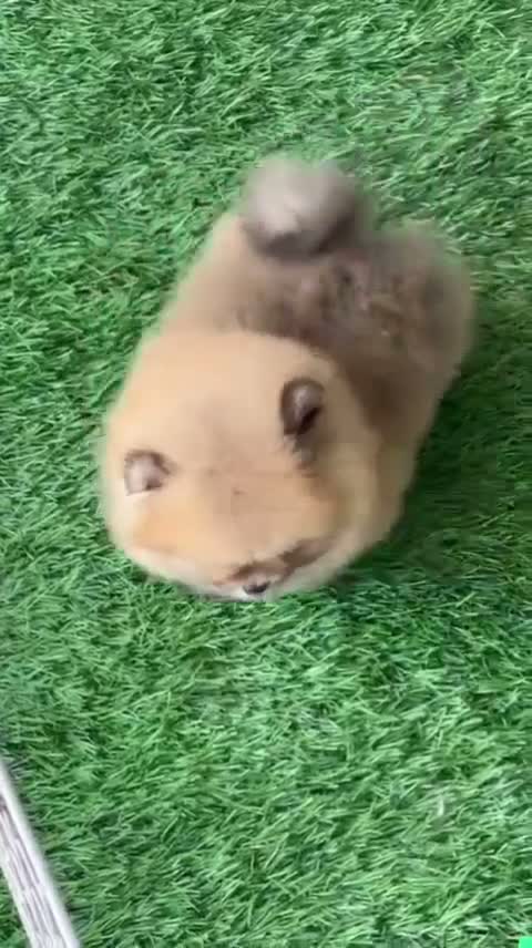 Pomeranian Puppy, farm video