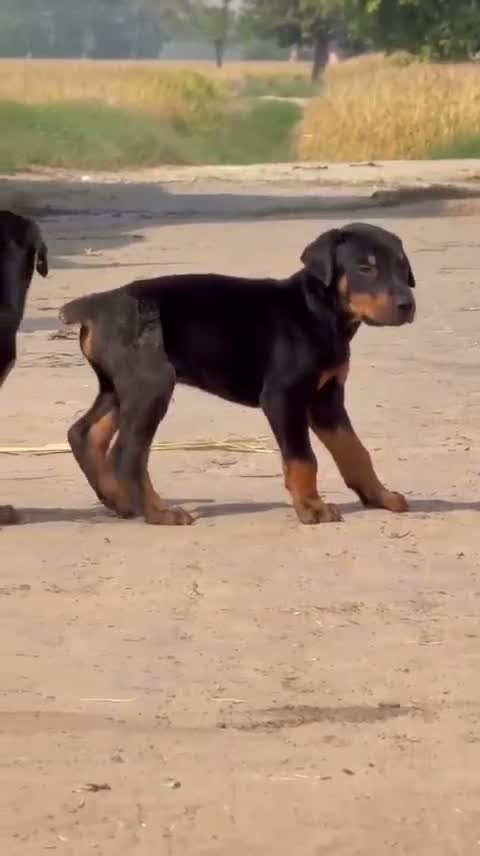 Doberman Pinscher Puppy | Brown & Tan, farm video