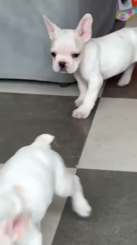 French Bulldog Puppy, farm video