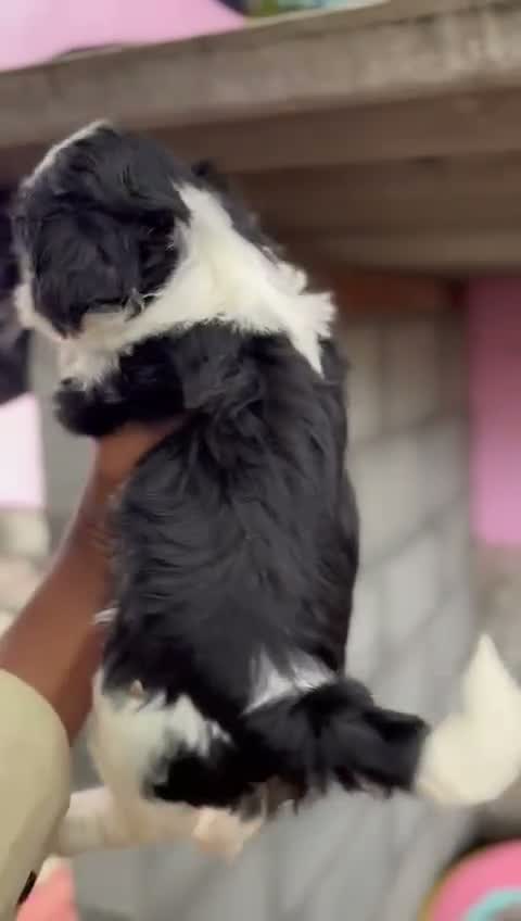 Dachshund Puppy | Brown, farm video