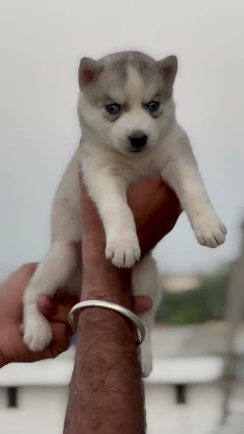 Siberian Husky Puppy | Black & White Color, farm video