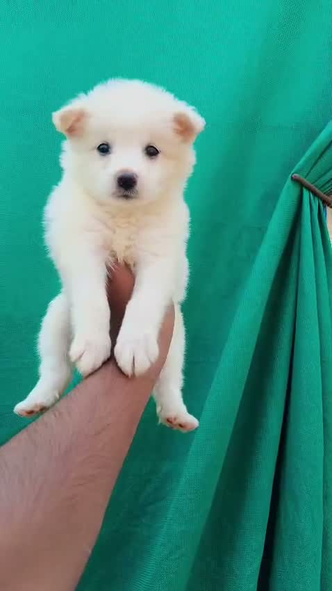Pomeranian Puppy, farm video