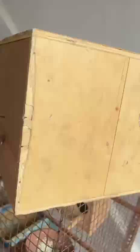 Cockatiel, farm video