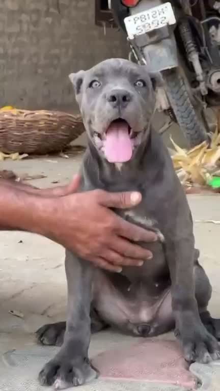 Cane Corso Puppy, farm video