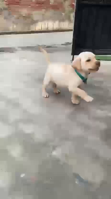 Dachshund Puppy | Brown, farm video