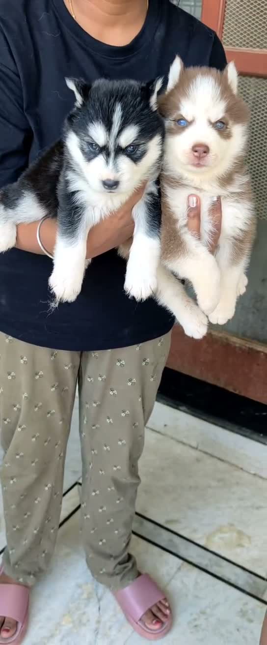 Siberian Husky Puppy | Black & White Color, farm video