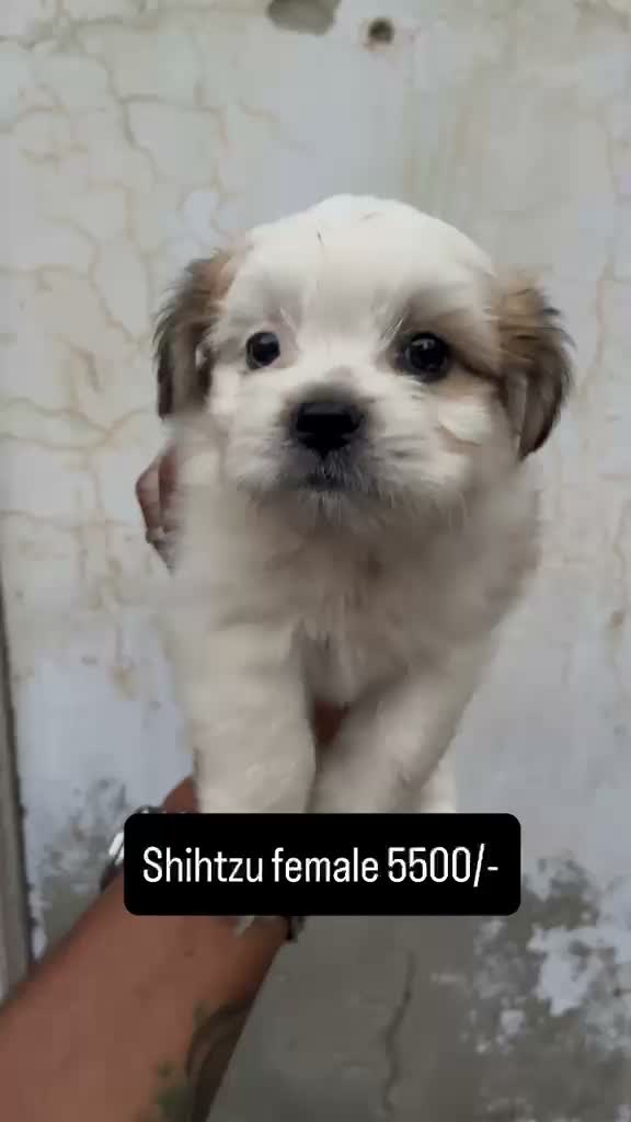 Shih Tzu | Black Color, farm video