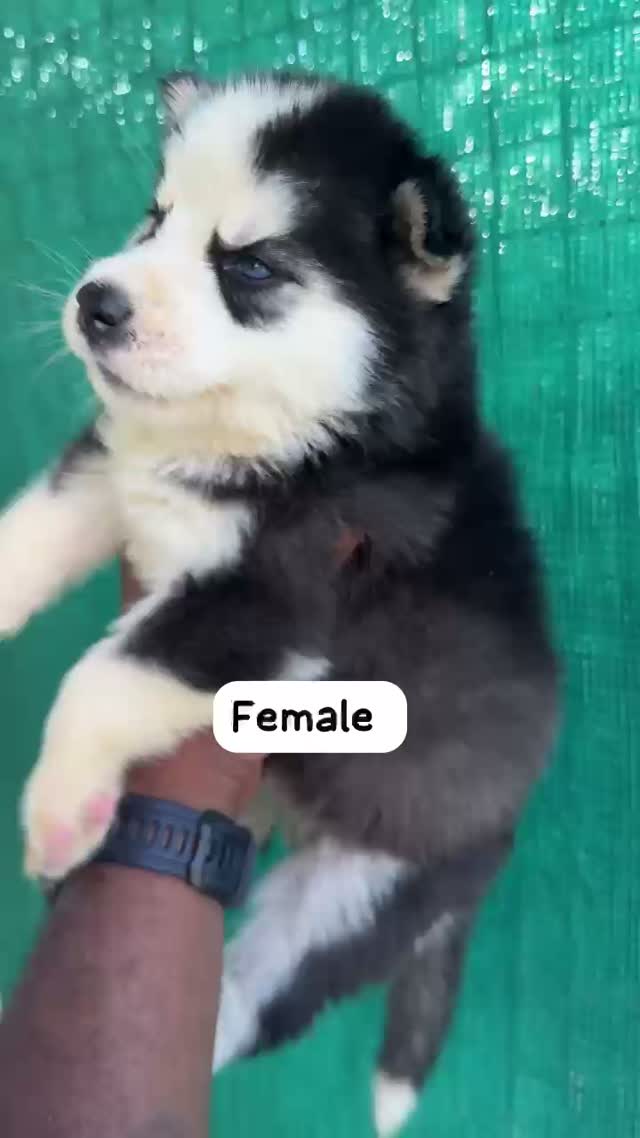 Siberian Husky Puppy | Black & White Color, farm video