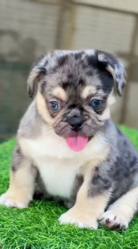 Pug Puppy, farm video