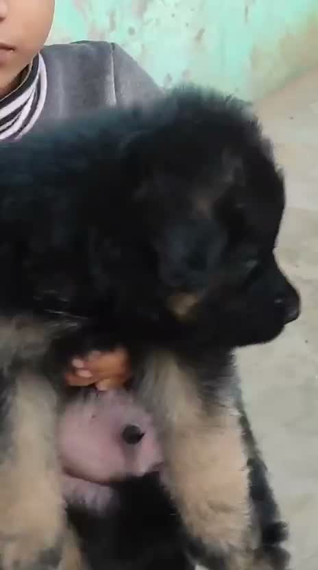 German Shepherd Puppy, farm video