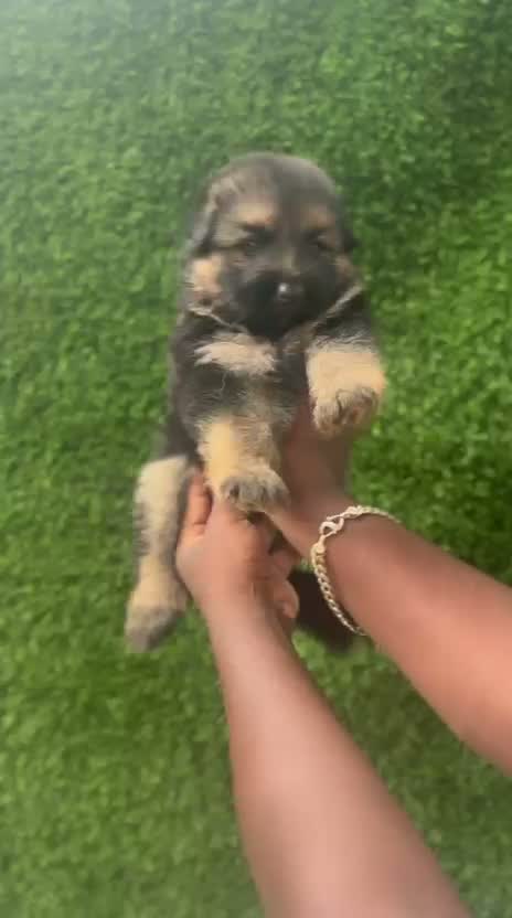 German Shepherd Puppy, farm video