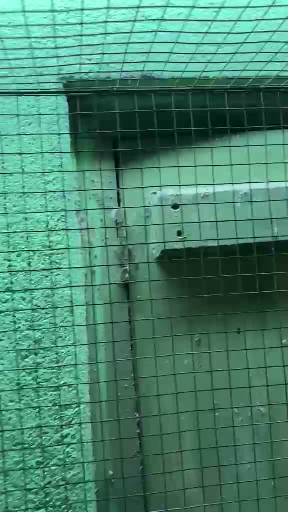 Tibetan Mastiff Puppy, farm video