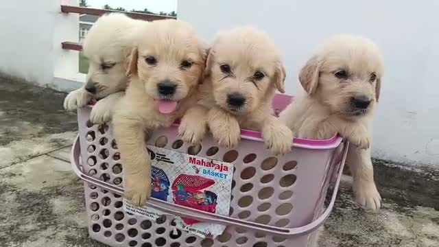 Golden Retriever, farm video