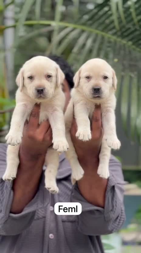 Beagle Black & Tan Puppy, farm video