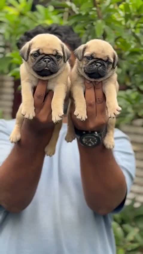 Pug Puppy, farm video