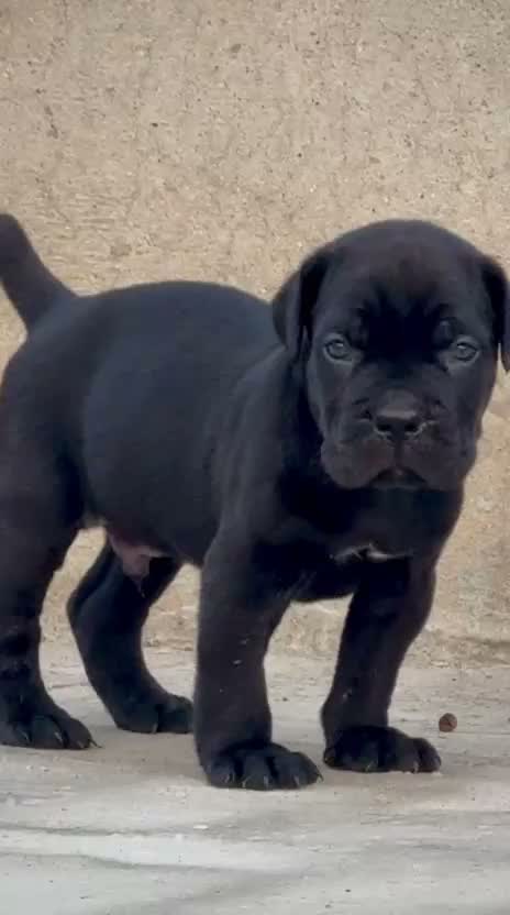 Cane Corso Puppy | Brindle, farm video